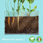 Pflanzen in einem transparentem Vivarium