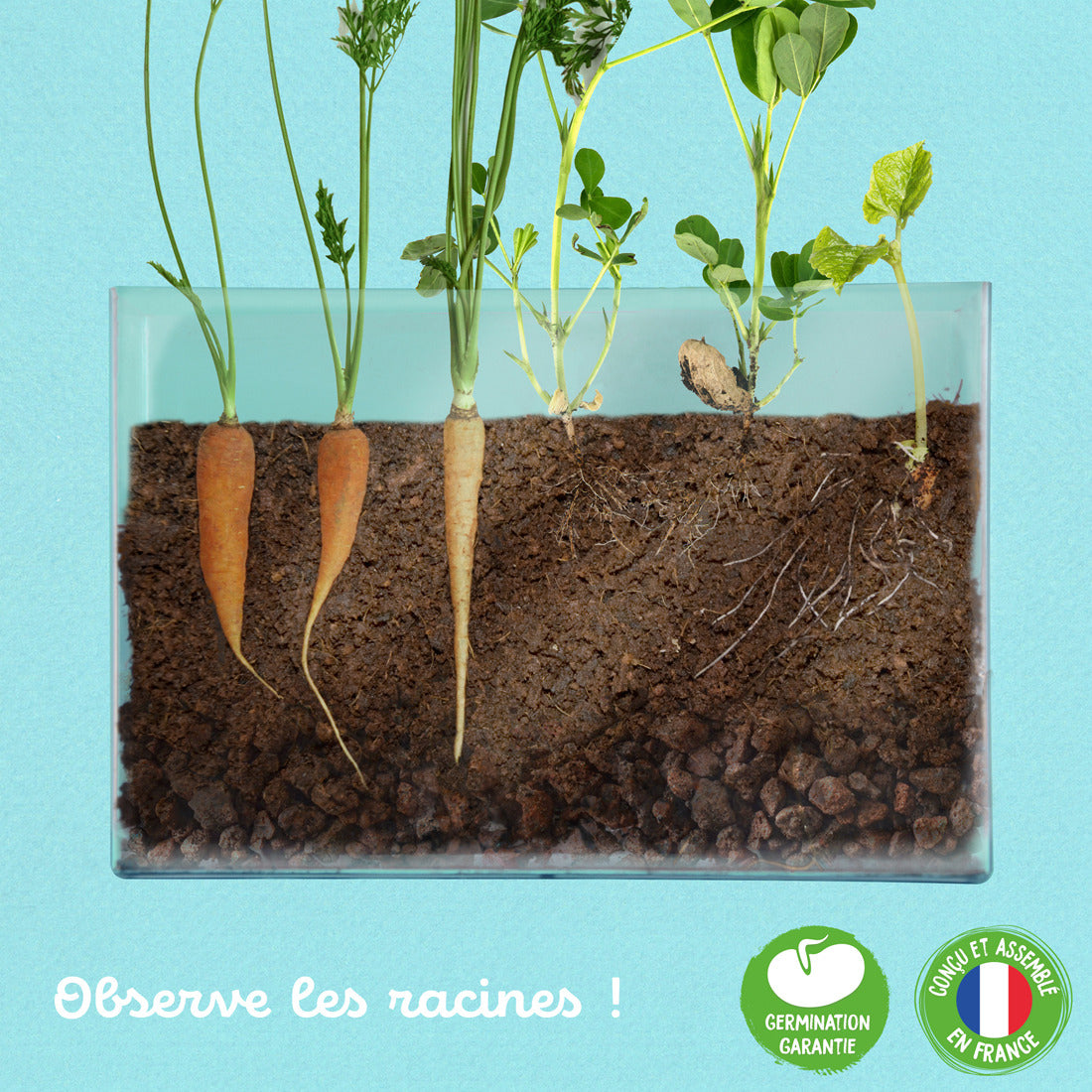Pflanzen in einem transparentem Vivarium