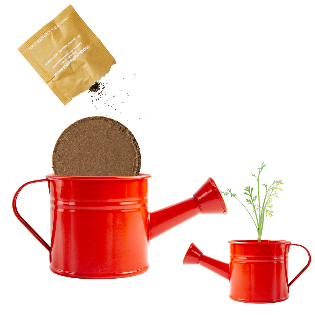Ausgepackte Siche der Gießkanne mit Samen und Pflanze