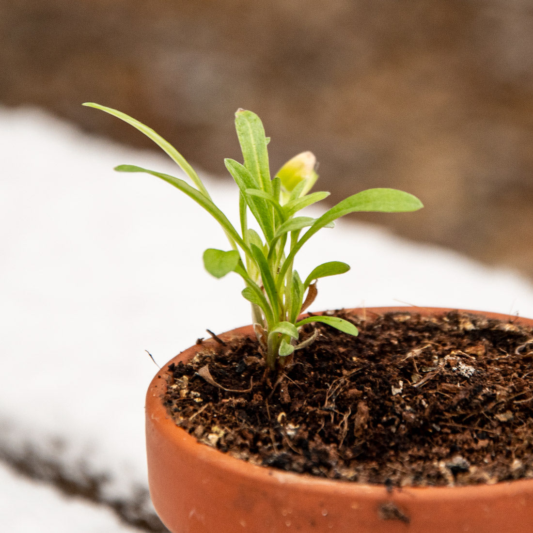 Schwarzes Pflanzset - Edelweiss