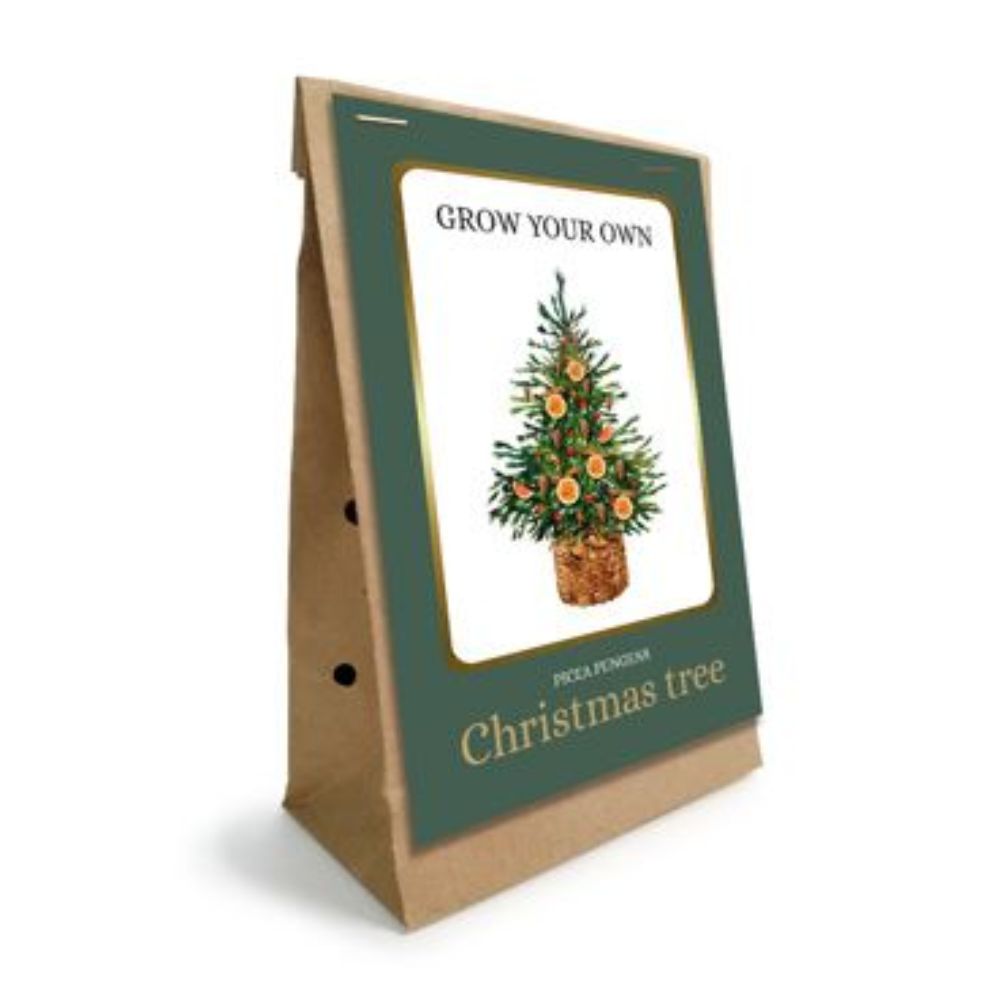 Pflanzset Weihnachtsbaum (Picea Pungens) "Grow your own Christmas tree"