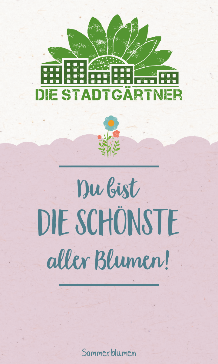 Saatgrüße-Du bist die schönste aller Blumen