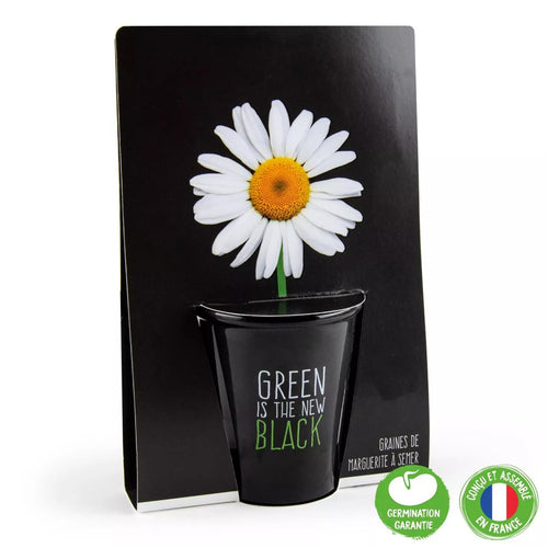 schwarzes Pflanzset Daisy Gänseblümchen