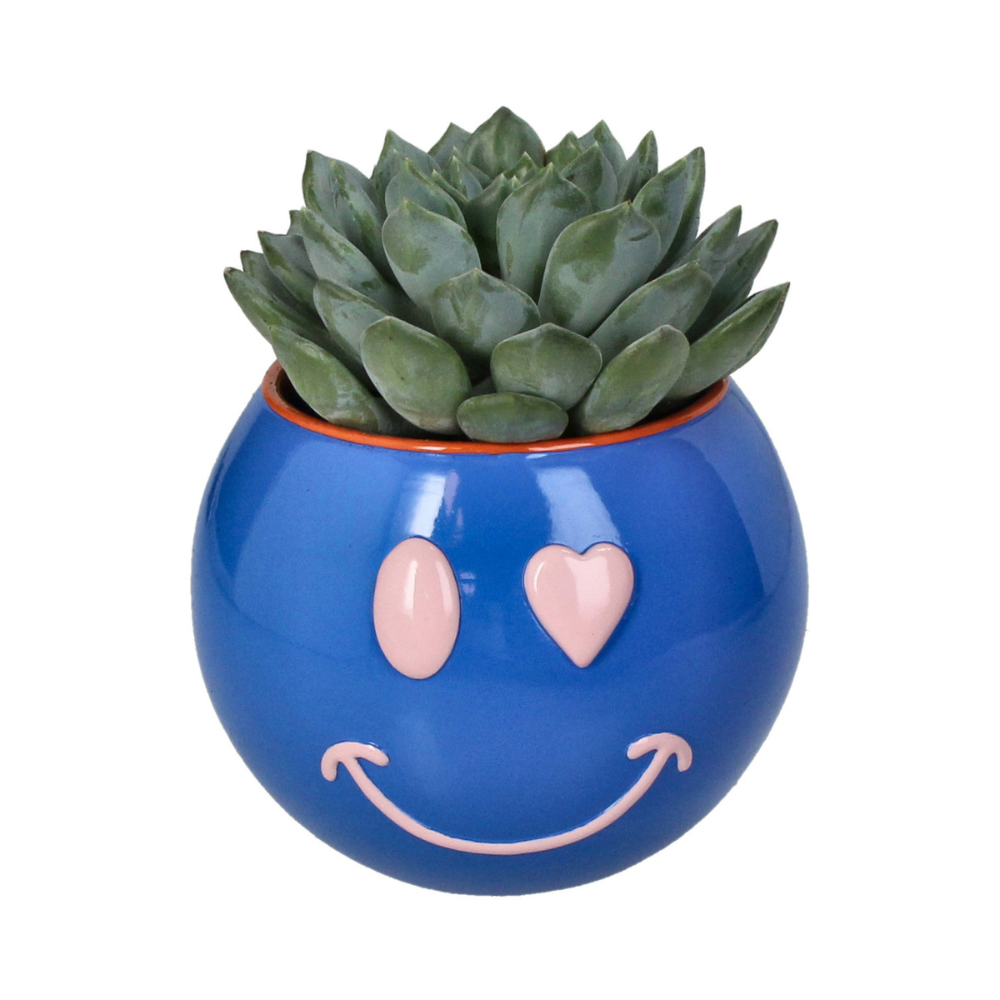 Blauer ründlicher Blumentopf mit rotem Rand mit einem Smiley in Pink und einer eingepflanzten Sukkulente