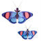 Deluxe Peacock Butterfly 3D Wanddeko