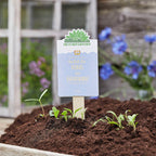 Eingepflanztes Bärlauch mit der Karte die in der Erde steckt