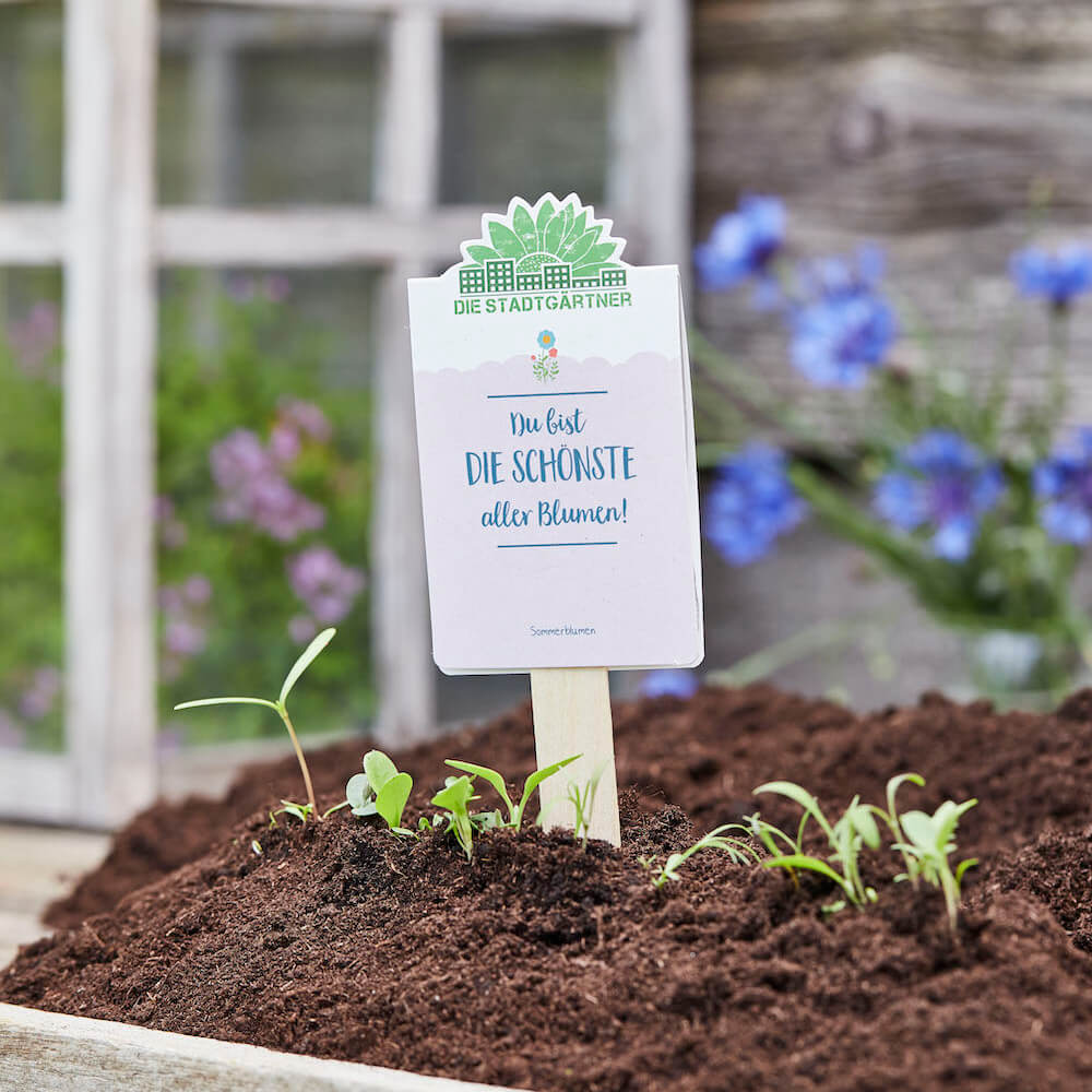 Saatgrüße-Du bist die schönste aller Blumen