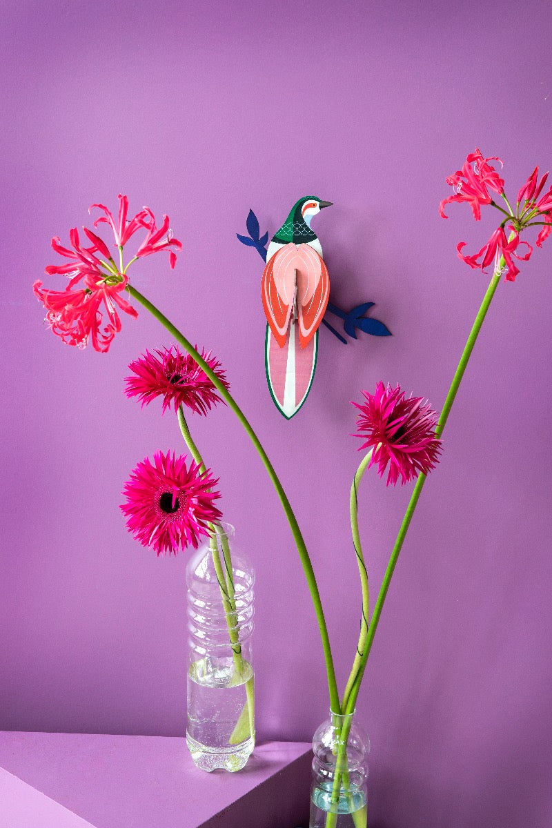 Paradise Bird - Rani