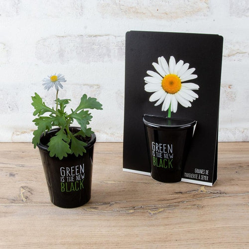 Schwarzes Pflanzset - Daisy