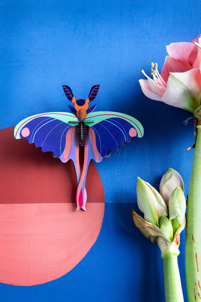 Blue Comet Butterfly