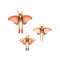 Comet Butterflies, 3er-Set